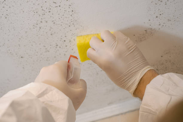 South Williamsport, PA Mold Removal Company